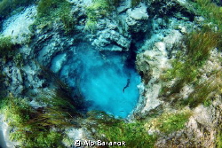Freshwater spring from Eskisehir / Turkey. Fishes in the ... by Alp Baranok 